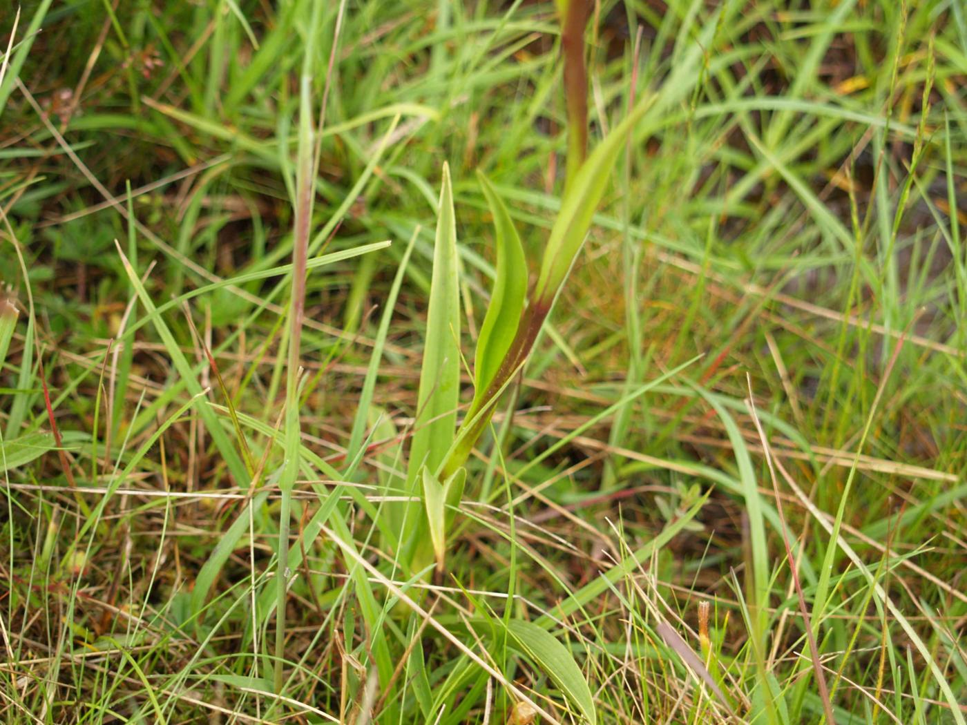 Orchid, Fragrant leaf